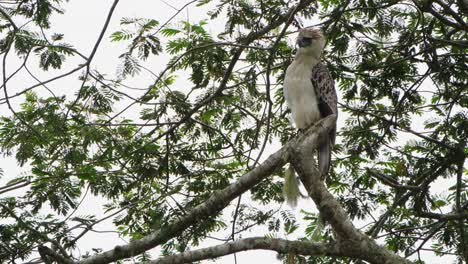 A-zoom-out-of-this-majestic-Rare-Footage-of-the-Philippine-Eagle-Pithecophaga-jefferyi,-Philippines