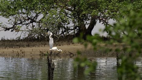 garza gris donde se posan sobre una madera de pie en el agua que fluye con la garceta común caminando en el fondo - plano general