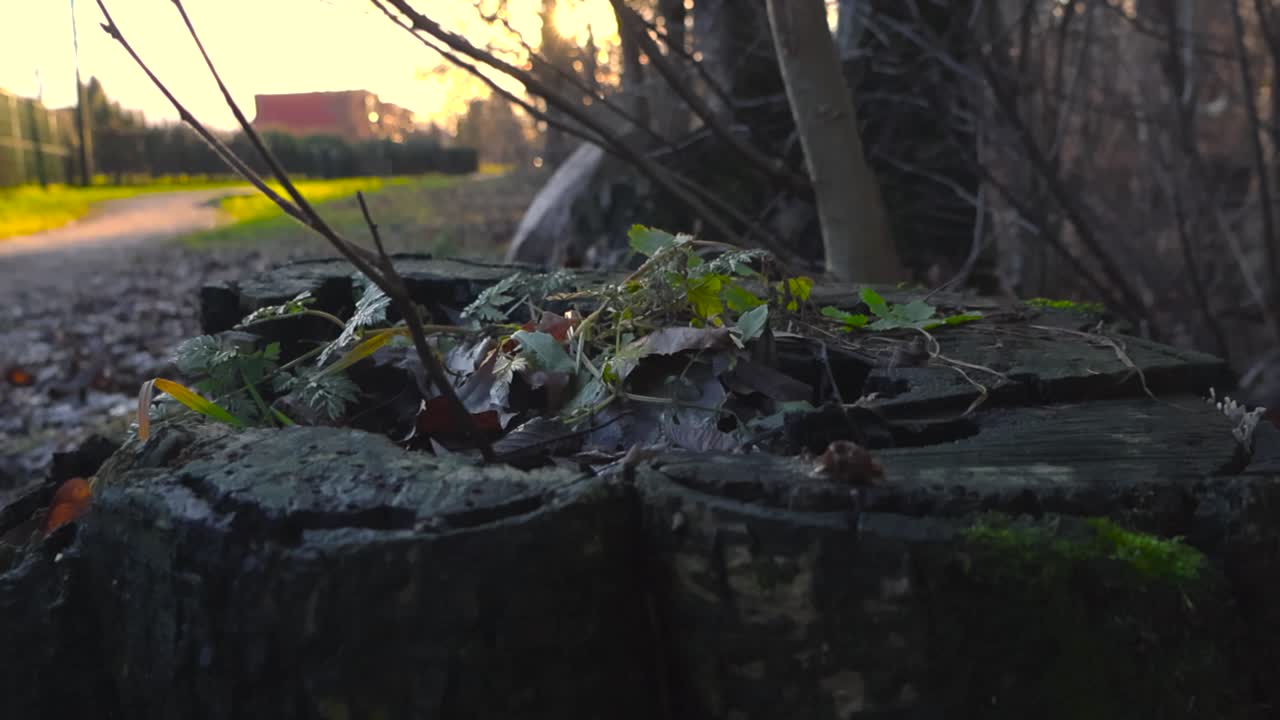 cerca de la izquierda a la derecha imágenes panorámicas de un tronco de árbol cortado en el lado de la carretera con nuevas ramas y ramas que crecen de él mientras el tronco en sí está cubierto de musgo y está mojado.