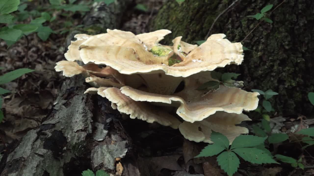 Berkeley's polypore mushroom on the bottom of a tree in a forest, tracking shot