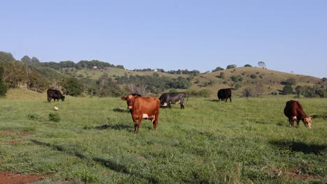 vacas que se mueven y pastan en un campo