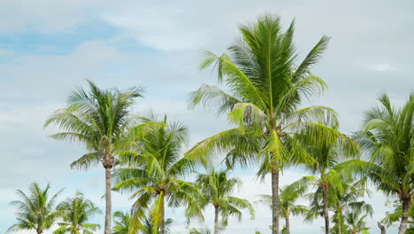 árboles-De-Palmeras-De-Coco-Balanceándose-En-Cámara-Lenta-Contra-El-Cielo-Nublado