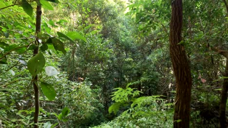 vegetación densa y árboles en un bosque