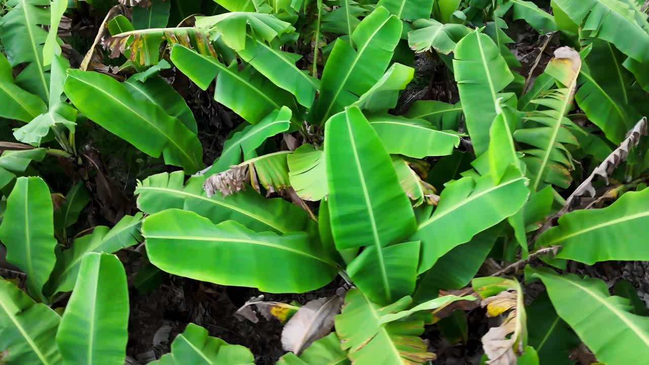 Aerial circling over lush green banana plantation in Mauritius. Dense tropical foliage ideal for themes like agriculture, sustainability, exotic farming, and nature concepts.