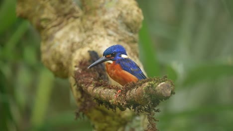 Ein-Blauohr-Eisvogel-Nickte-Im-Reichlichen-Licht-Mit-Dem-Kopf