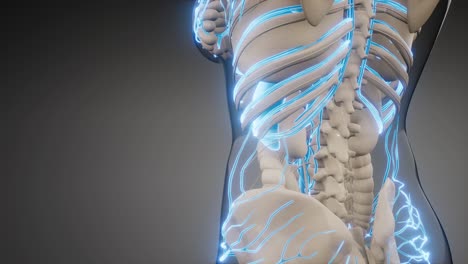 vasos sanguíneos del cuerpo humano