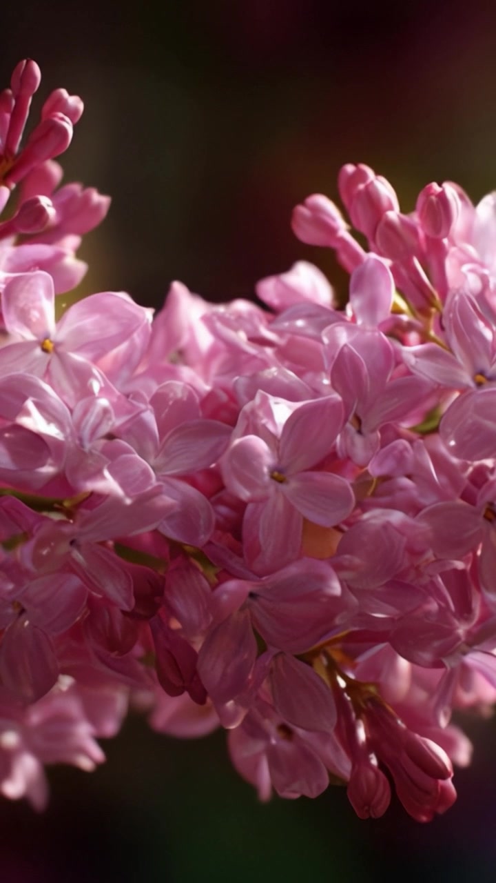 Tampilan Dekat yang Memukau dari Bunga Lilac Merah Muda Cerah dengan Kelopak Halus yang Menampilkan Keindahan dan Kerapuhan Alam dalam Detail Menakjubkan dan Efek Pencahayaan Lembut