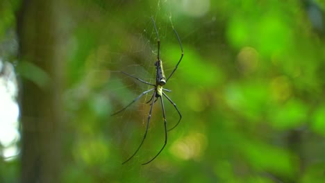 a spider weaves a web and sits on it waiting for prey