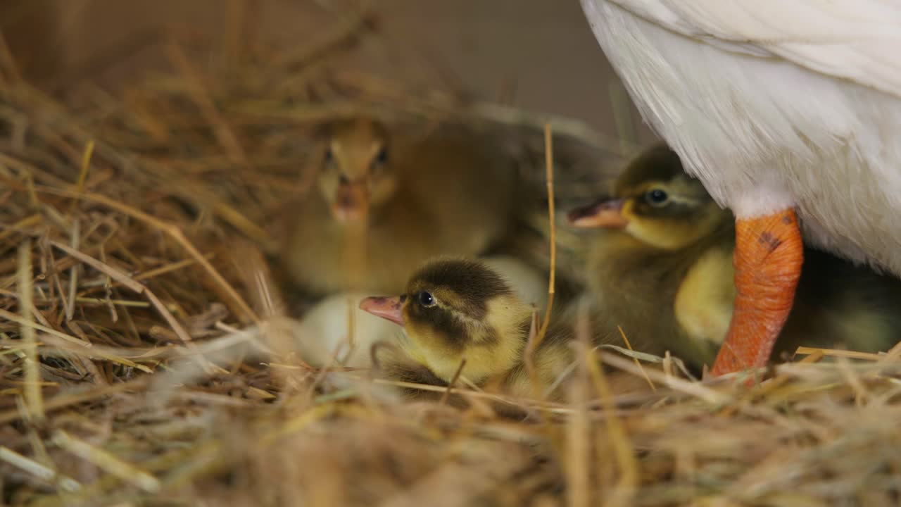 Several small ducklings resting closely together in a bed of straw under the protective presence of an adult white duck. Close framing captures the texture of the hay and the birds