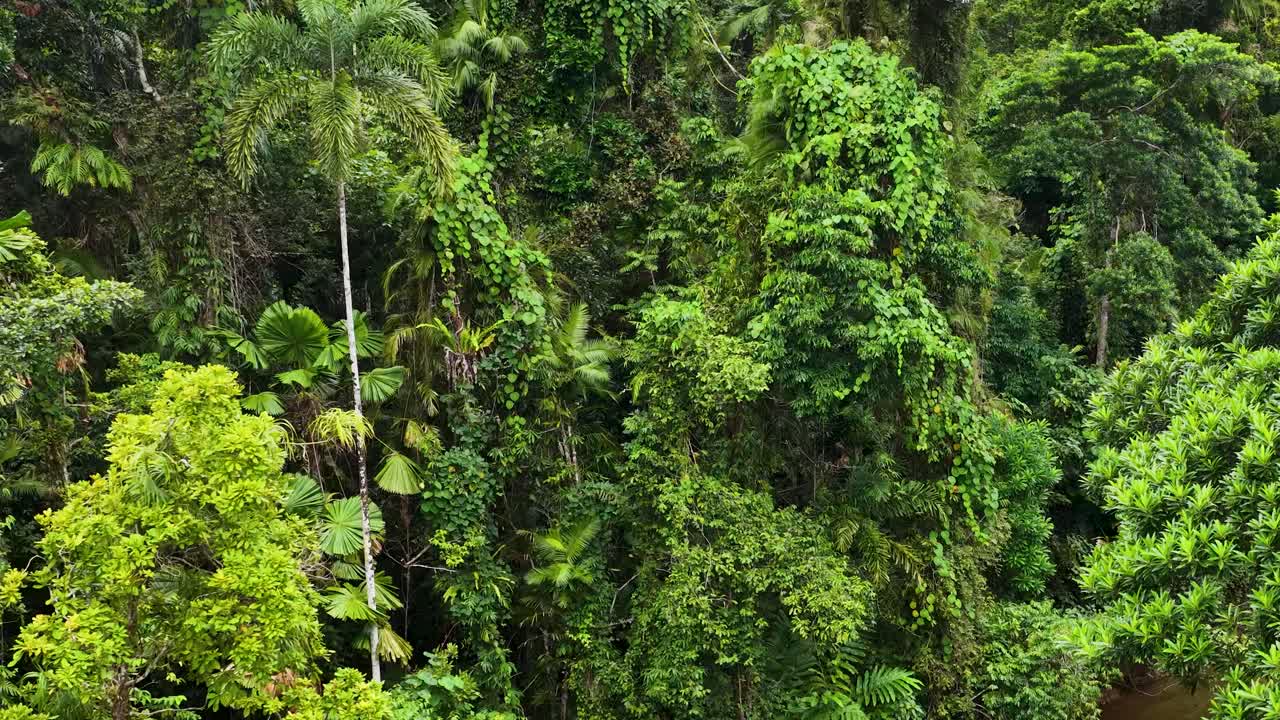 Drone footage captures dense greenery and a winding creek in the Daintree Rainforest, showcasing vibrant natural beauty and tranquility