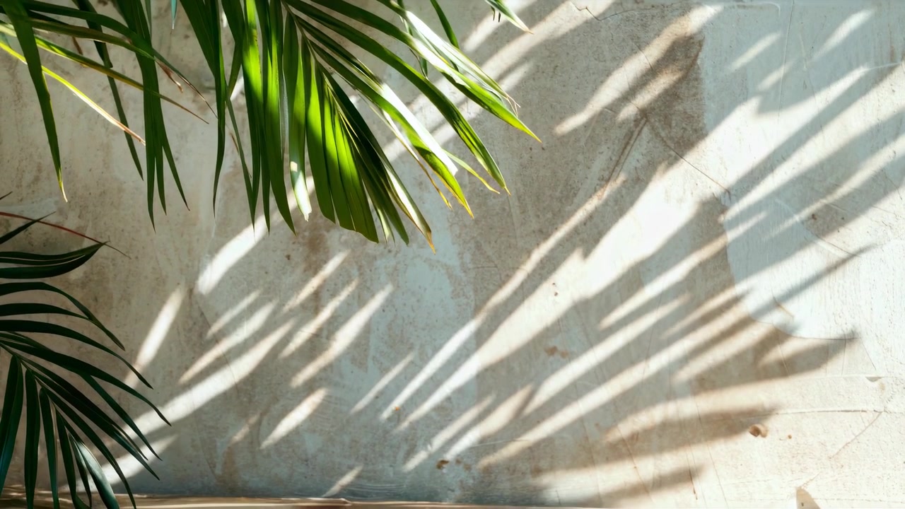 Palm Leaf Shadows Casting on Textured Concrete Wall