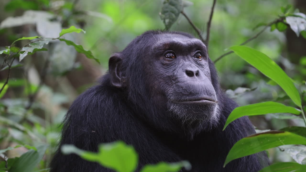 chimpancé solitario sentado en el bosque mirando a su alrededor en uganda, áfrica