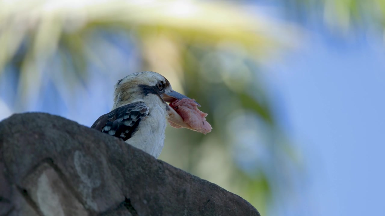Un kookaburra si appollaia su una roccia tenendo carne cruda prima di distogliere lo sguardo in Australia.