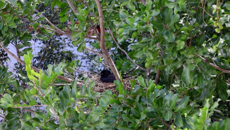 Eine-Elster-Sitzt-Auf-Ihren-Eiern-In-Einem-Nest-In-Einem-Baum-In-Sydney,-Australien