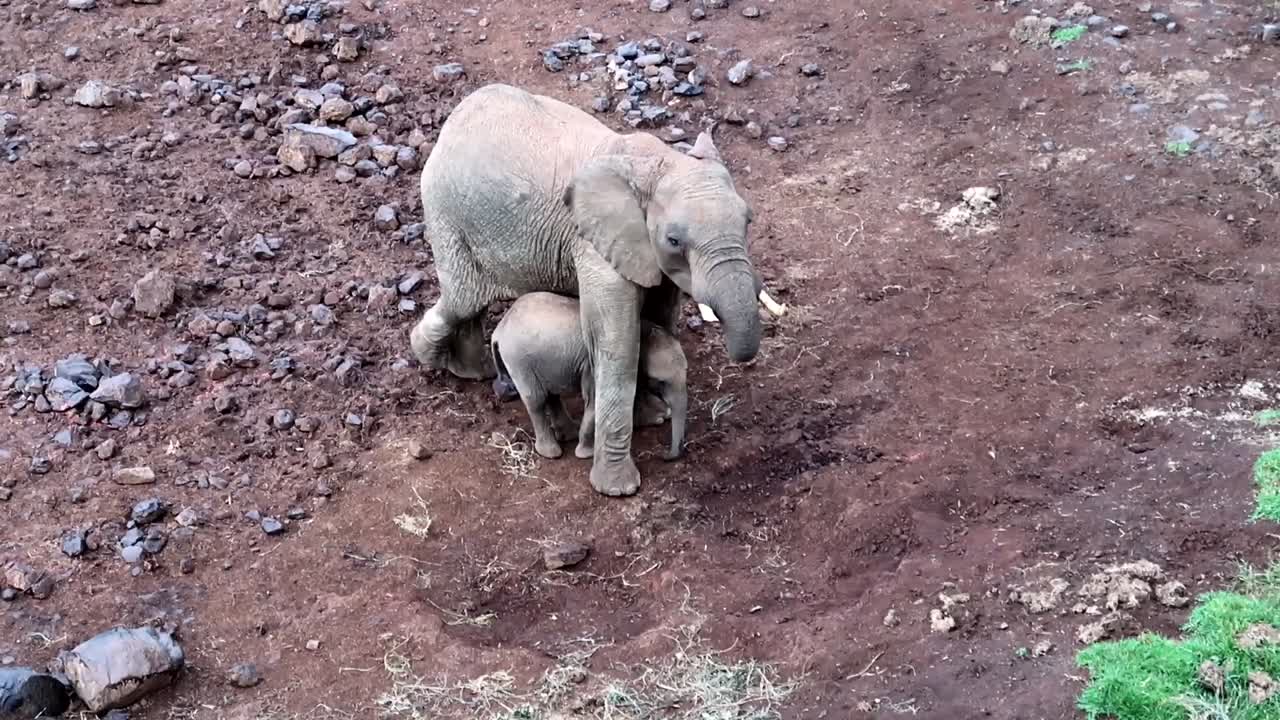 vista de ángulo alto de la adorable madre elefante que protege al bebé mientras come