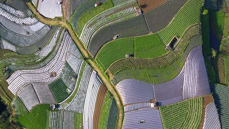 Overhead-drone-shot-of-Scallion,-broccoli,-onion-and-potato-plant-on-agricultural-field---green-vegetable-plantation