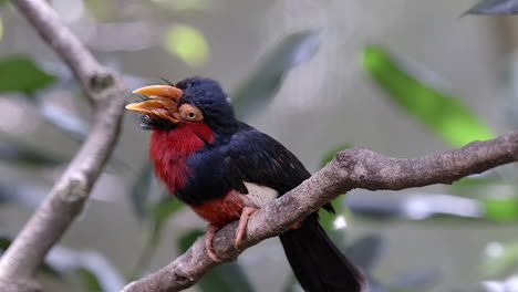 a beautiful rare bearded barbet perched on a tree branch and cleaning his beak on the wood - close up