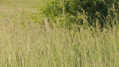 hand-held shot of long grass swaying in the wind during golden hour