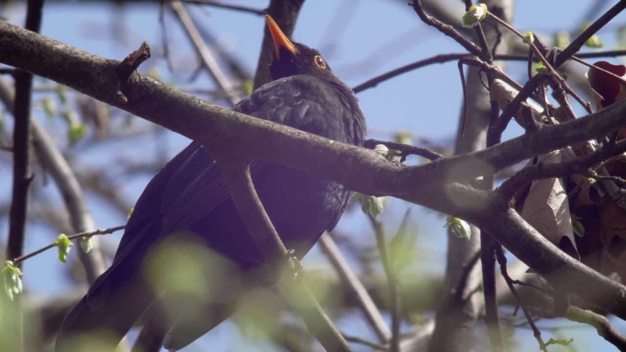 toma cercana y baja de un mirlo joven sentado en un árbol, sus plumas se ven hermosas a la luz del sol, escaneando los alrededores