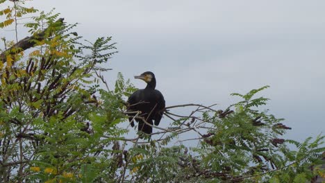 a beautiful great cormorant sits on top of a tree and watches the landscape with a cloudy sky in the background