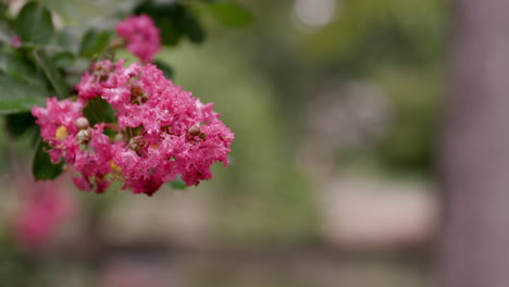 Eine-Schöne-Rotrosa-Blumenpflanze-Wächst-Im-Vorgarten-Eines-Vorstadthauses-In-Den-USA