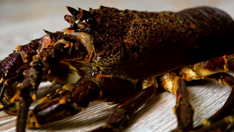 spiny lobster blowing bubbles; low angle static shot
