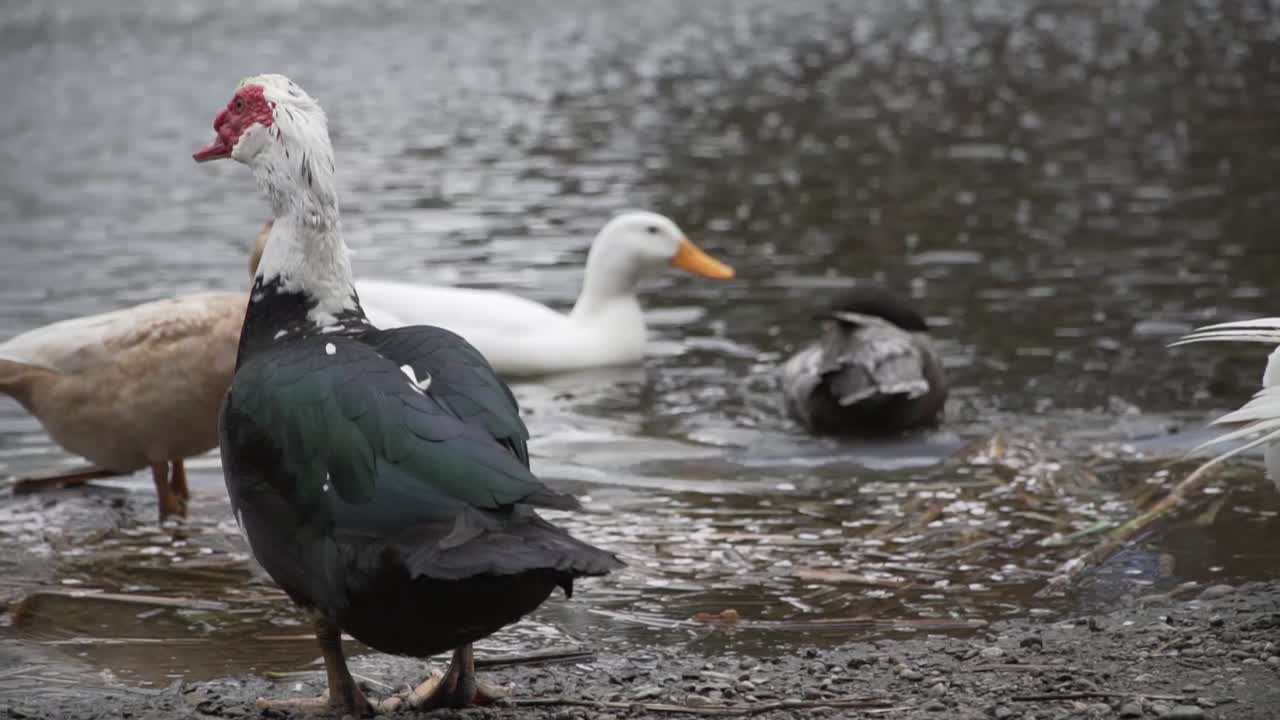 Uccelli acquatici che si puliscono le piume vicino a uno stagno.