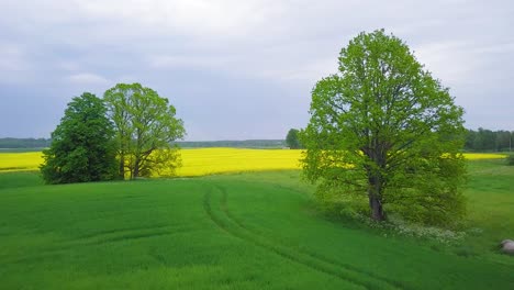 aerial flyover blooming rapeseed field, flying over lush yellow canola flowers, idyllic farmer landscape with high fresh green oak trees, overcast day, wide drone shot moving forward