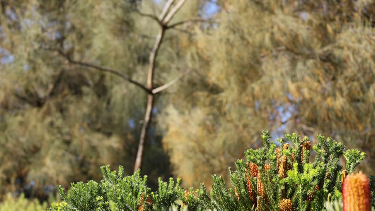 Puiden istutustapahtuma Melbourne Zoon eläintarhassa