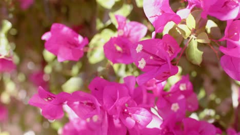 close up of beautiful pink flowers and green leaves on tree