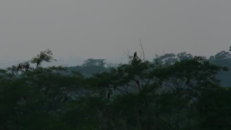 Flock-Of-Eagles-Resting-On-Tree-Branches-In-Rainforest-at-Evening