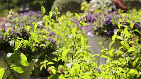 butterfly flutters among vibrant garden flowers