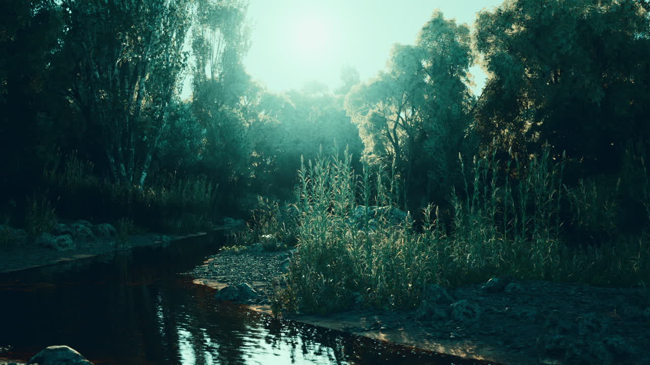 tranquilo arroyo del bosque