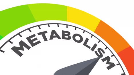 metabolism