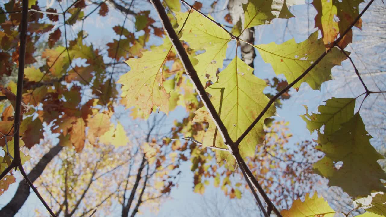 mirando hacia las copas de los árboles de un bosque de otoño