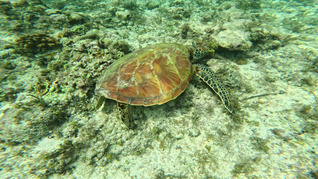 Underwater view of turtle feeding on coral with dark fish moving around calmly