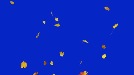 hojas de otoño que caen