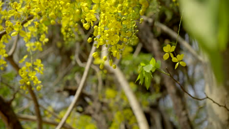 La-Lluvia-Dorada-Flor-Laburnum-Indio-Planta-Kanikonna-