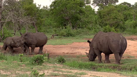A-big-male-white-rhino-stands-close-to-a-female-her-calf-in-the-wilderness