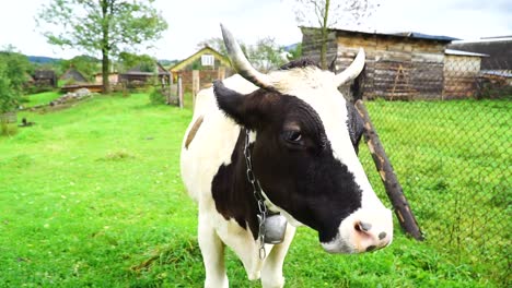 cow on the countryside