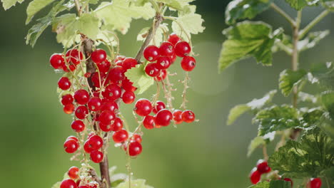 Rote-Johannisbeeren-An-Einem-Klaren-Sonnigen-Tag-1