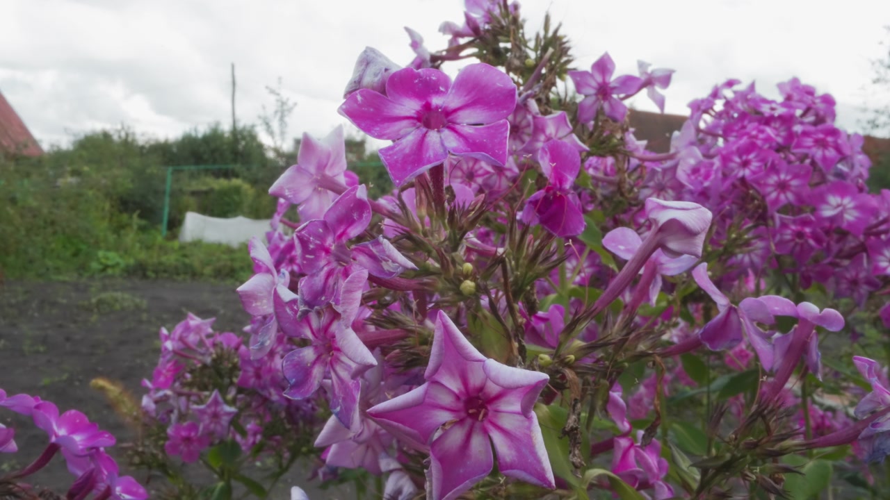Vivaci fiori di Phlox viola che sbocciano in un giardino estivo