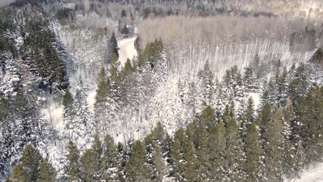 Luftabstieg-In-Einen-Immergrünen-Wald-Mitten-Im-Winter-Nach-Starkem-Schneefall-Und-Schneebedeckten-Bäumen