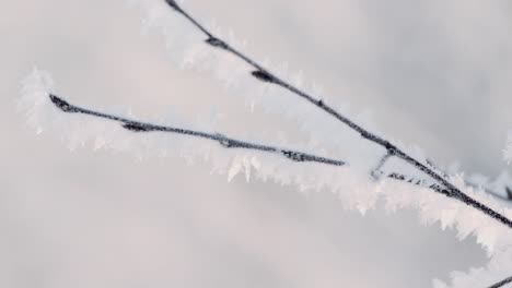 frozen branches in winter