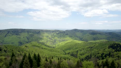 aérea sobre el bosque salvaje europeo en un día nublado