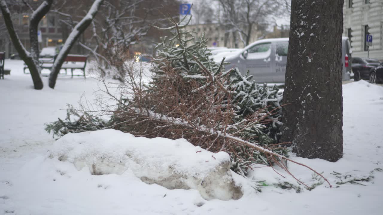 노르웨이 오슬로에서 눈이 내리는 동안 공원에서 눈 덮인 땅에 쓰러진 소나무 가지