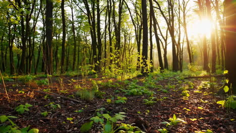 la luz del sol filtrándose a través de un bosque sereno