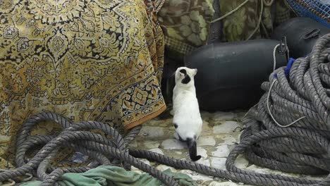 beautiful black and white colored wild cat looking around and then jumping onto fishing equipment in traditional old fishing port in southern portugal