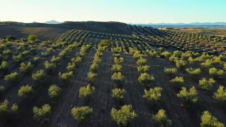vista panorámica de drones de filas de árboles que crecen en el campo a la luz del sol