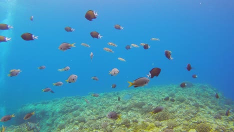 school of black-margined damsel, stout chromis and pufferfish swimming together